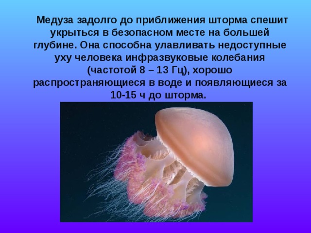  Медуза задолго до приближения шторма спешит укрыться в безопасном месте на большей глубине. Она способна улавливать недоступные уху человека инфразвуковые колебания (частотой 8 – 13 Гц), хорошо распространяющиеся в воде и появляющиеся за 10-15 ч до шторма.   