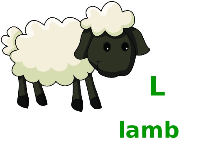 L  lamb