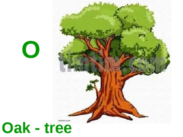 O Oak - tree