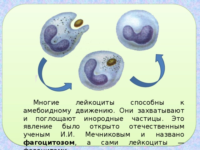 Какой процесс изображен на рисунке фагоцитоз