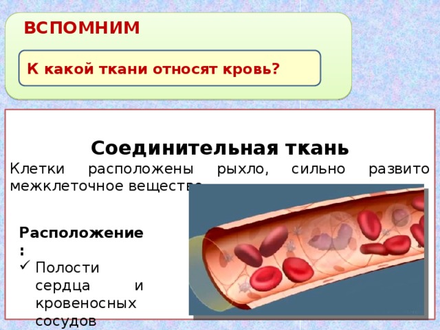 Где находится ткань. Где находится кровь соединительная ткань. Соединительная ткань кровь расположение. Кровь соединительная ткань расположение ткани. Соединительная ткань строение кровеносные сосуды.