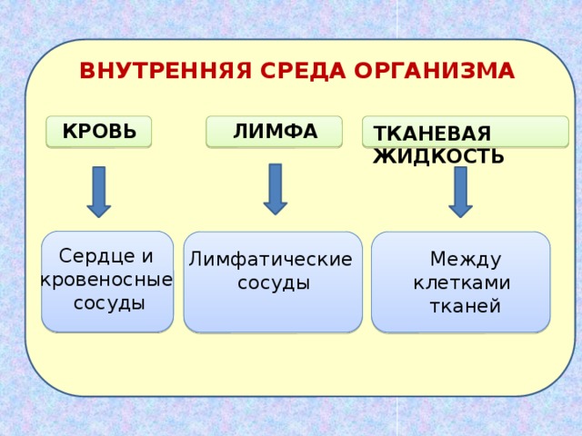 Внутренняя среда лимфа тканевая жидкость