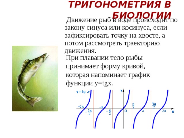 Тригонометрия в Биологии  Движение рыб в воде происходит по закону синуса или косинуса, если зафиксировать точку на хвосте, а потом рассмотреть траекторию движения. При плавании тело рыбы принимает форму кривой, которая напоминает график функции y=tgx. 