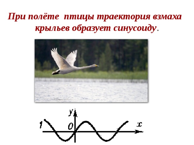 При полёте птицы траектория взмаха крыльев образует синусоиду . 