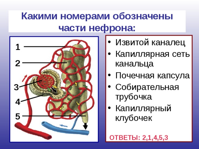 Какими номерами обозначены части нефрона: Извитой каналец Капиллярная сеть канальца Почечная капсула Собирательная трубочка Капиллярный клубочек 1 2 3 4  Какими номерами обозначены части нефрона: Извитой каналец Капиллярная сеть канальца Почечная капсула Собирательная трубочка Капиллярный клубочек *Ответы: 2,1,4,5,3 Поднимите руку, у кого получилось так же? 5 ОТВЕТЫ: 2,1,4,5,3 17 