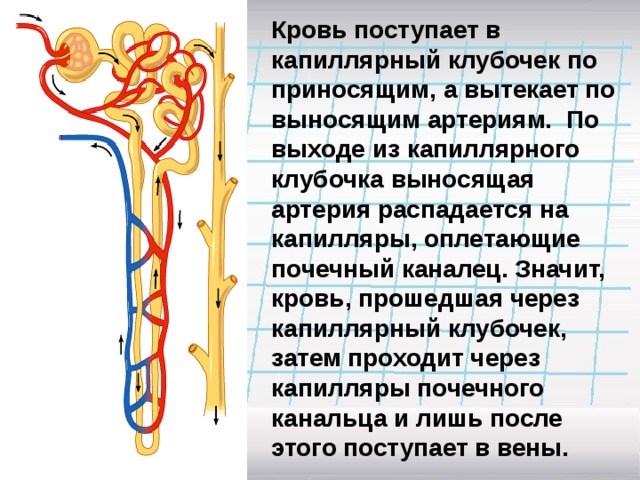 Кровь поступает в капиллярный клубочек по приносящим, а вытекает по выносящим артериям. По выходе из капиллярного клубочка выносящая артерия распадается на капилляры, оплетающие почечный каналец. Значит, кровь, прошедшая через капиллярный клубочек, затем проходит через капилляры почечного канальца и лишь после этого поступает в вены. 