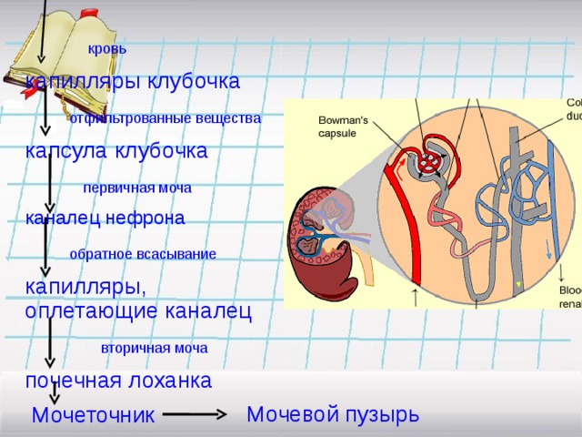    кровь  капилляры клубочка    отфильтрованные вещества   капсула клубочка    первичная моча  каналец нефрона    обратное всасывание  капилляры, оплетающие каналец    вторичная моча   почечная лоханка   Мочеточник  Мочевой пузырь 