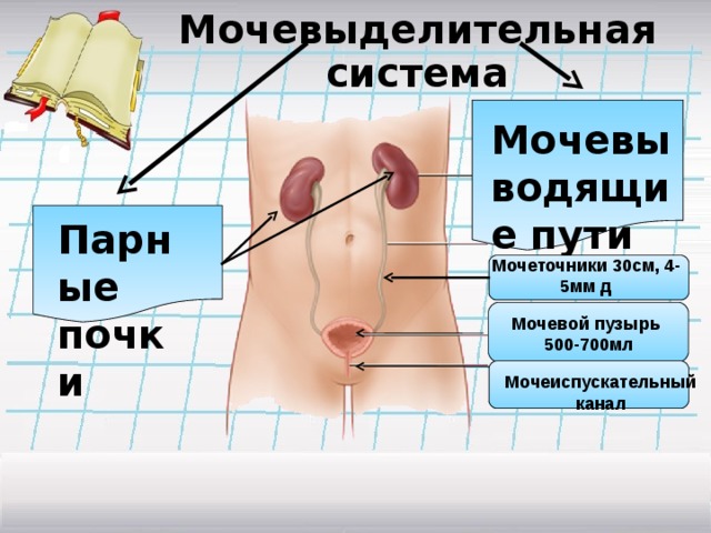 Мочевыделительная система Мочевыводящие пути Парные почки Мочеточники 30см, 4-5мм д Мочевой пузырь 500-700мл Мочеиспускательный канал  