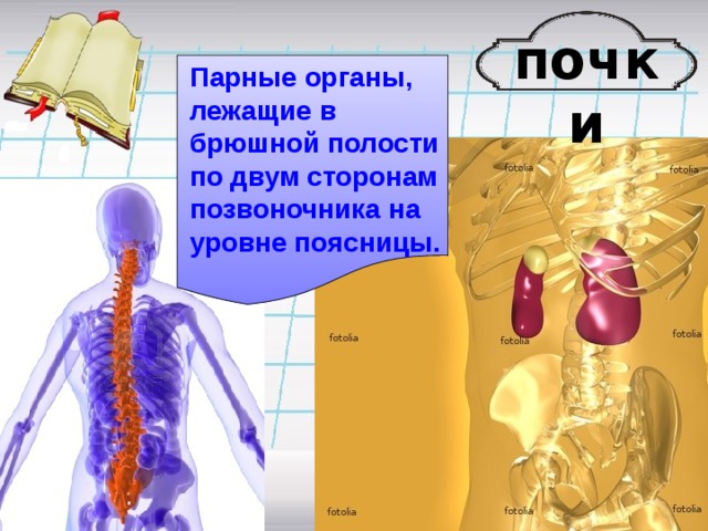 почки Парные органы, лежащие в брюшной полости по двум сторонам позвоночника на уровне поясницы. 