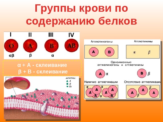 Группы крови по содержанию белков α + А - склеивание  β + В - склеивание 