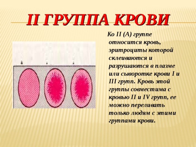 II группа крови  Ко II (А) группе относится кровь, эритроциты которой склеиваются и разрушаются в плазме или сыворотке крови I и III групп. Кровь этой группы совместима с кровью II и IV групп, ее можно переливать только людям с этими группами крови. 