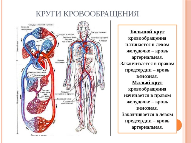 Круги кровообращения Большой круг кровообращения начинается в левом желудочке – кровь артериальная. Заканчивается в правом предсердии – кровь венозная. Малый круг кровообращения начинается в правом желудочке – кровь венозная. Заканчивается в левом предсердии – кровь артериальная. 