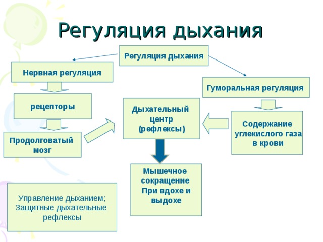 Механизм вдоха и выдоха схема