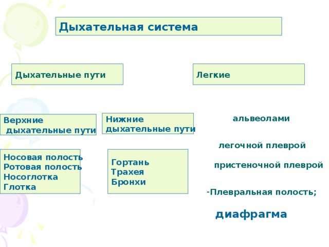 Дыхательная система Дыхательные пути Легкие альвеолами Нижние дыхательные пути Верхние  дыхательные пути легочной плеврой Носовая полость Ротовая полость Носоглотка Глотка Гортань Трахея Бронхи пристеночной плеврой Плевральная полость ; диафрагма 