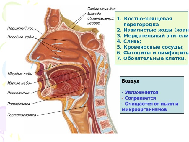 Костно-хрящевая  перегородка 2. Извилистые ходы (хоаны) 3. Мерцательный эпителий; 4. Слизь; 5. Кровеносные сосуды; 6. Фагоциты и лимфоциты; 7. Обонятельные клетки. 