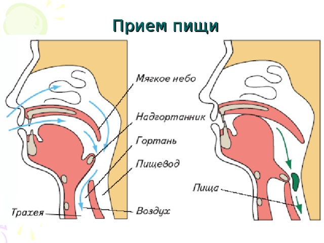 Прием пищи 