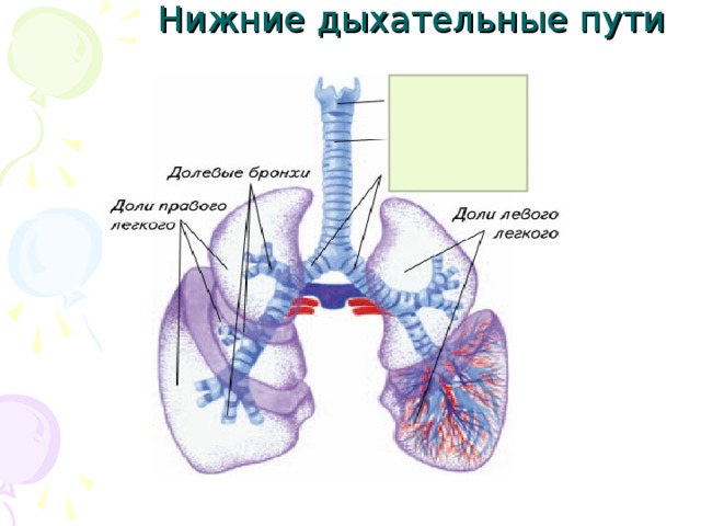 Нижние дыхательные пути