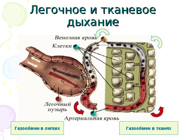 Газообмен в тканях картинка