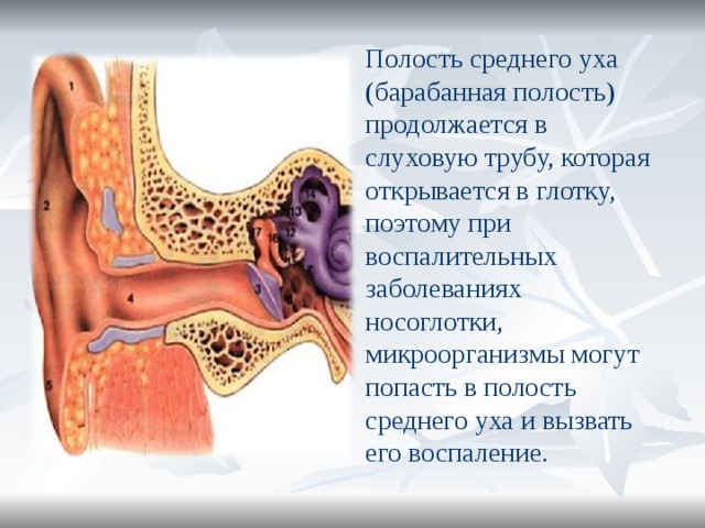 Полость среднего уха (барабанная полость) продолжается в слуховую трубу, которая открывается в глотку, поэтому при воспалительных заболеваниях носоглотки, микроорганизмы могут попасть в полость среднего уха и вызвать его воспаление. 