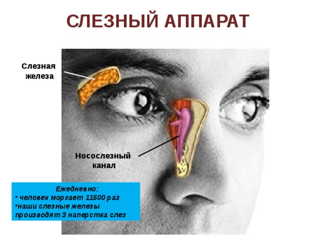  Положение глазного яблока Мышцы, приводящие в движение глазное яблоко Глазное яблоко Глазной нерв 