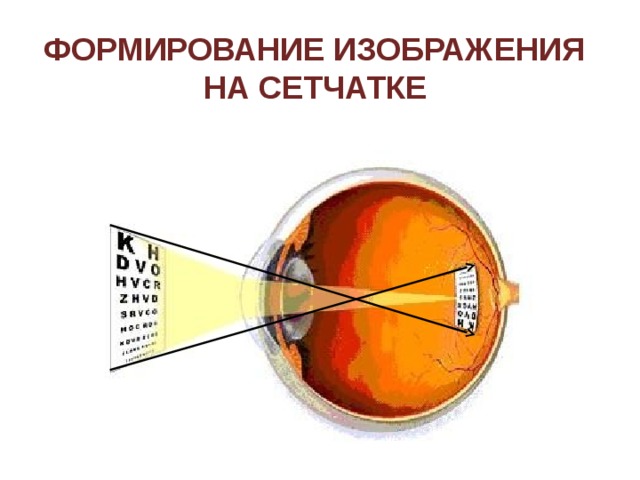 Оптическая система глаза Желтое пятно На слайде «активна» стрелка зрачок, обеспечивает переход к 11 слайду. Перевернутое изображение на сетчатке позволяет перейти к слайду 12. Слепое пятно 38 