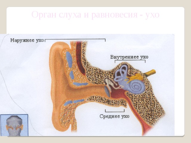 Орган слуха и равновесия - ухо 