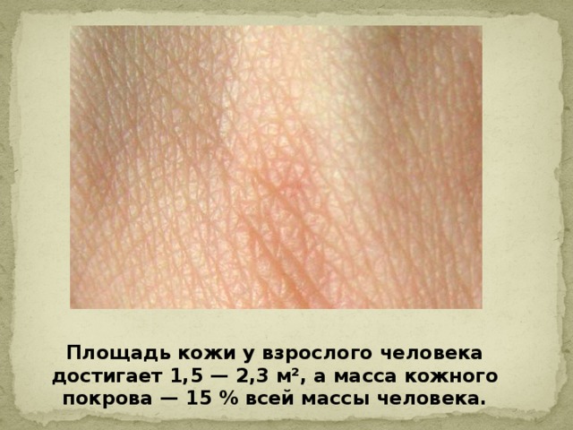 Площадь кожи у взрослого человека достигает 1,5 — 2,3 м², а масса кожного покрова — 15 % всей массы человека. 
