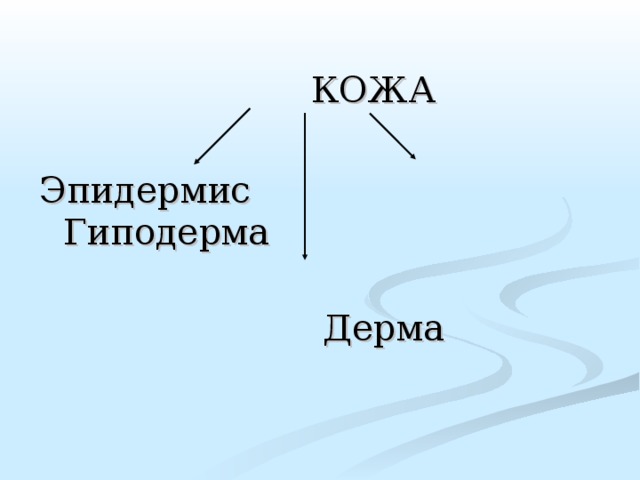  КОЖА Эпидермис  Гиподерма  Дерма 