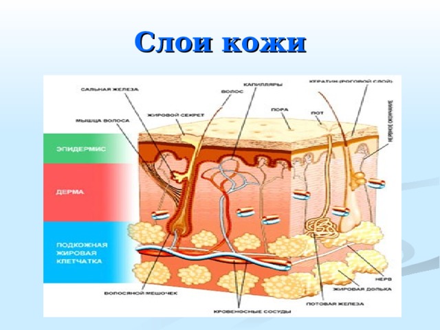 Слои кожи 