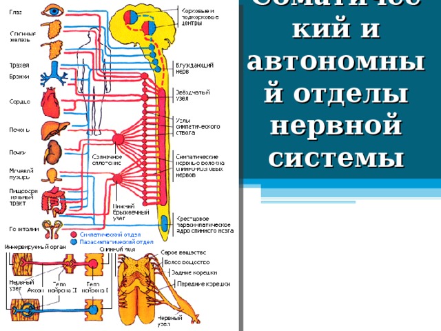 Соматический и автономный отделы нервной системы 