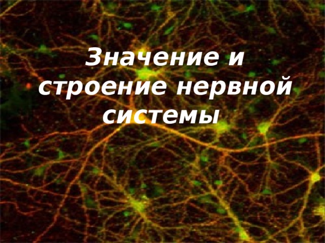 Значение и строение нервной системы 