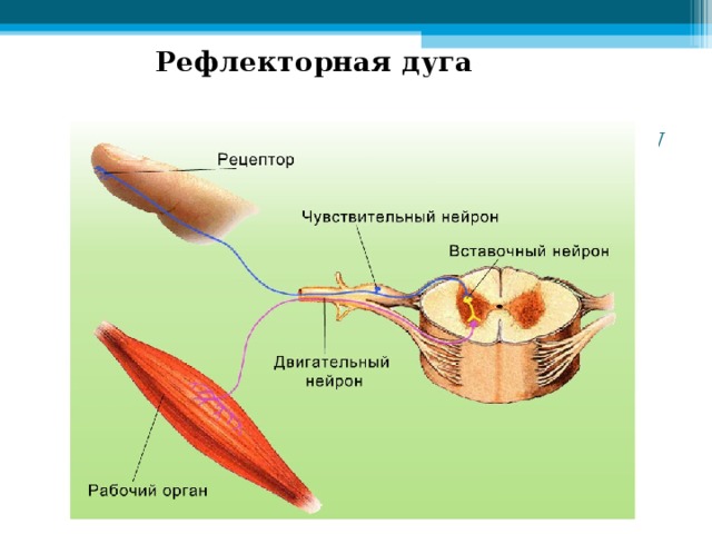 Рефлекторная дуга Рефлекторная дуга – путь, по которому проводятся нервные импульсы при осуществлении рефлекса. 