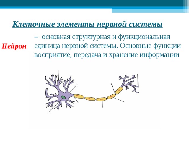 Клеточные элементы нервной системы –  основная структурная и функциональная единица нервной системы. Основные функции восприятие, передача и хранение информации    Нейрон 