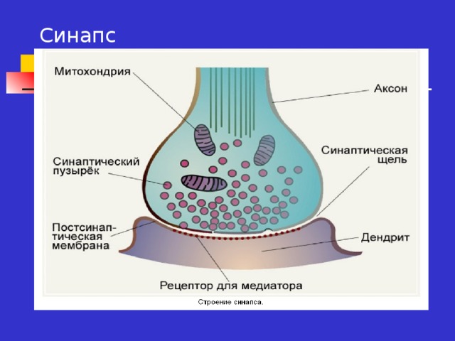 Рассмотрите схему и подпишите названия структурных элементов химического и электрического синапсов