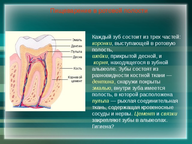 Пищеварение в ротовой полости Каждый зуб состоит из трех частей: коронки , выступающей в ротовую полость, шейки , прикрытой десной, и  корня , находящегося в зубной альвеоле. Зубы состоят из разновидности костной ткани — дентина , снаружи покрыты эмалью , внутри зуба имеется полость, в которой расположена пульпа  — рыхлая соединительная ткань, содержащая кровеносные сосуды и нервы. Цемент и связки  закрепляют зубы в альвеолах. Гигиена? 