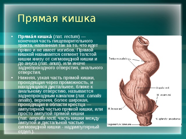 Прямая кишка Пряма́я кишка́ (лат.  rectum ) — конечная часть пищеварительного тракта, названная так за то, что идет прямо и не имеет изгибов. Прямой кишкой называется сегмент толстой кишки книзу от сигмовидной кишки и до ануса (лат.  anus ), или иначе заднепроходного отверстия, анального отверстия. Нижняя, узкая часть прямой кишки, проходящая через промежность, и находящаяся дистальнее, ближе к анальному отверстию, называется заднепроходным каналом (лат.  canalis analis ), верхняя, более широкая, проходящая в области крестца — ампулярной частью прямой кишки, или просто ампулой прямой кишки (лат.  ampulla recti , часть кишки между ампулой и дистальной частью сигмовидной кишки - надампулярный отдел.). 