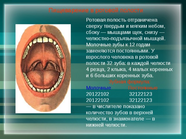 Пищеварение в ротовой полости Ротовая полость отграничена сверху твердым и мягким небом, сбоку — мышцами щек, снизу — челюстно-подъязычной мышцей. Молочные зубы к 12 годам заменяются постоянными. У взрослого человека в ротовой полости 32 зуба: в каждой челюсти 4 резца, 2 клыка, 4 малых коренных и 6 больших коренных зуба. Зубная формула: Молочные  Постоянные 20122102 32122123 20122102 32122123 — в числителе показано количество зубов в верхней челюсти, в знаменателе — в нижней челюсти. 