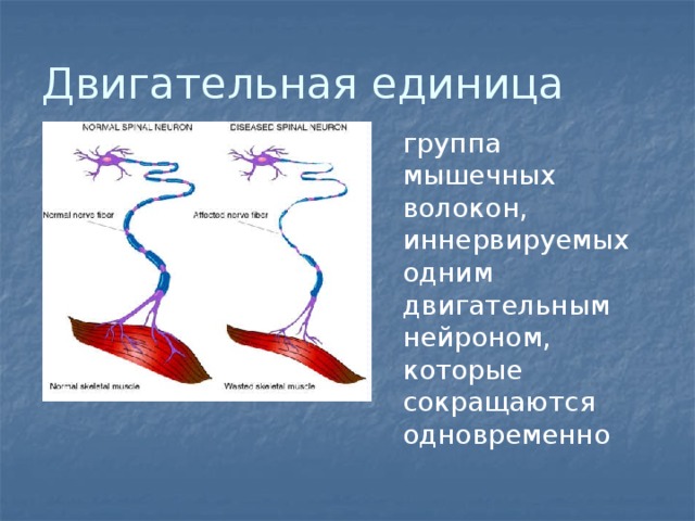 Двигательная единица это