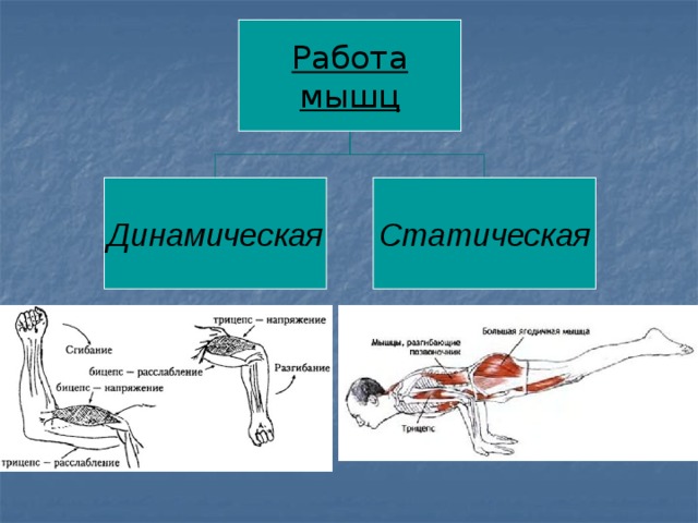 Статическая работа определение. Работа мышц. Динамическая и статическая работа. Динамическая работа мышц. Статическая работа мышц.