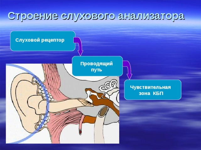 Строение слухового анализатора  Слуховой рецептор Проводящий путь Чувствительная зона КБП 