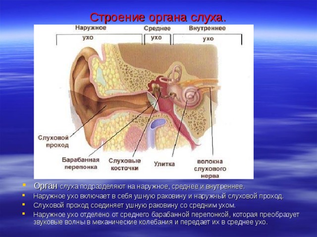 Строение органа слуха. Орган слуха подразделяют на наружное, среднее и внутреннее. Наружное ухо включает в себя ушную раковину и наружный слуховой проход. Слуховой проход соединяет ушную раковину со средним ухом. Наружное ухо отделено от среднего барабанной перепонкой, которая преобразует звуковые волны в механические колебания и передает их в среднее ухо. 