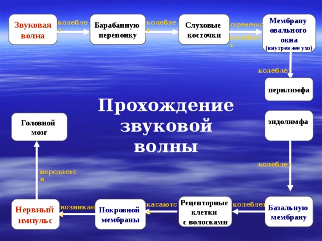 Барабанную перепонку Звуковая волна Мембрану овального окна (внутреннее ухо) Слуховые косточки колеблет колеблет стремечко колеблет колеблет перилимфа Прохождение звуковой волны эндолимфа  Головной мозг колеблет передается Базальную мембрану Рецепторные клетки с волосками колеблет касаются Нервный импульс Покровной мембраны возникает  