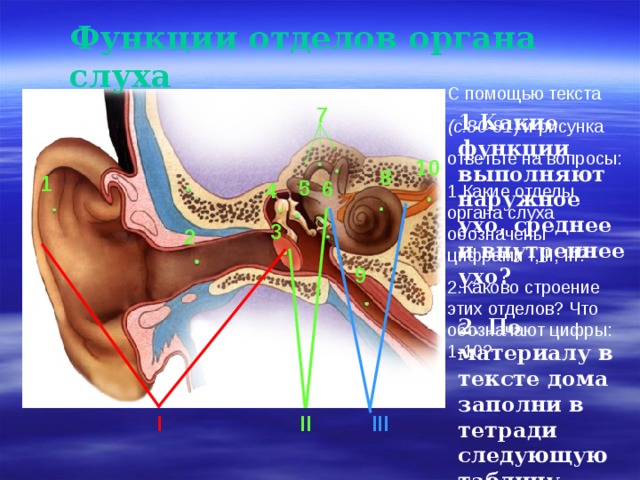 Функции отделов органа слуха C помощью текста (с.80-81 ) и рисунка ответьте на вопросы: 1.Какие отделы органа слуха обозначены цифрами I, II, III ? 2.Каково строение этих отделов? Что обозначают цифры: 1-10? 1.Какие функции выполняют наружное ухо, среднее и внутреннее ухо?  2. По материалу в тексте дома заполни в тетради следующую таблицу. 7 10 8 1 5 6 4 3 2 9  I  II    III   