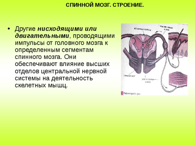 СПИННОЙ МОЗГ. СТРОЕНИЕ. Другие нисходящими или двигательными , проводящими импульсы от головного мозга к определенным сегментам спинного мозга. Они обеспечивают влияние высших отделов центральной нервной системы на деятельность скелетных мышц. 