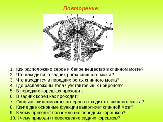 Повторение: Как расположено серое и белое вещество в спинном мозге? Что находится в задних рогах спинного мозга? Что находится в передних рогах спинного мозга? Где расположены тела чувствительных нейронов? В передних корешках проходят: В задних корешках проходят: Сколько спинномозговых нервов отходит от спинного мозга? Какие две основные функции выполняет спинной мозг? К чему приводит повреждение передних корешков? К чему приводит повреждение задних корешков? 