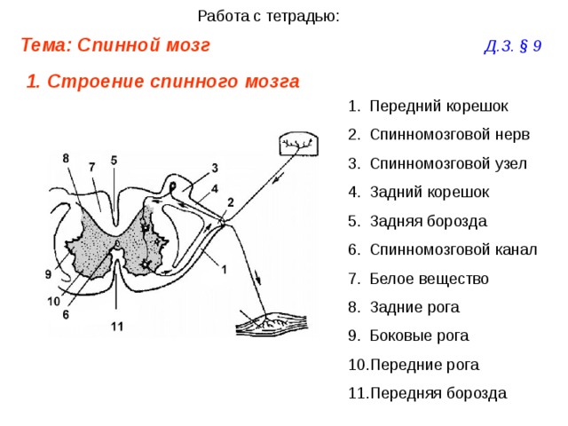 Работа с тетрадью: Тема: Спинной мозг        Д.З. § 9  Строение спинного мозга  Передний корешок Спинномозговой нерв Спинномозговой узел Задний корешок Задняя борозда Спинномозговой канал Белое вещество Задние рога Боковые рога Передние рога Передняя борозда 