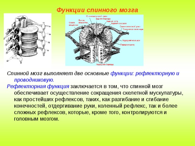 Функции спинномозгового мозга. Спинной мозг выполняет 2 функции. Рефлекторная функция спинного мозга. Проводниковая функция спинного мозга. Проводящая функция спинного мозга.