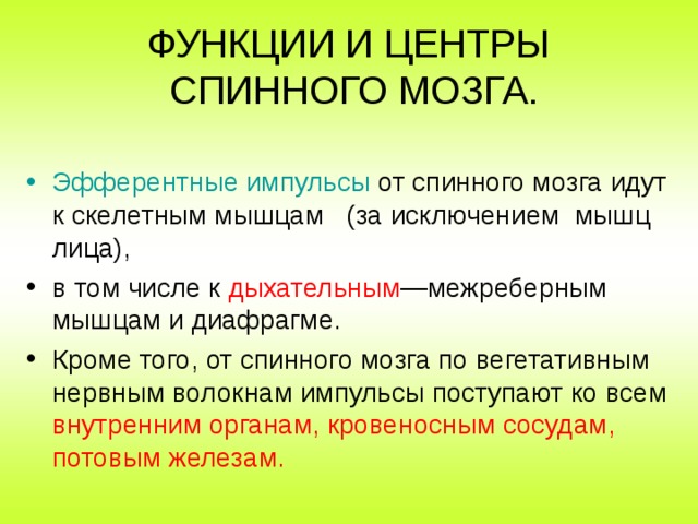 ФУНКЦИИ И ЦЕНТРЫ  СПИННОГО МОЗГА. Эфферентные импульсы от спинного мозга идут к скелетным мышцам (за исключением мышц лица), в том числе к дыхательным —межреберным мышцам и диафрагме. Кроме того, от спинного мозга по вегетативным нервным волокнам импульсы поступают ко всем внутренним органам, кровеносным сосудам, потовым железам. 