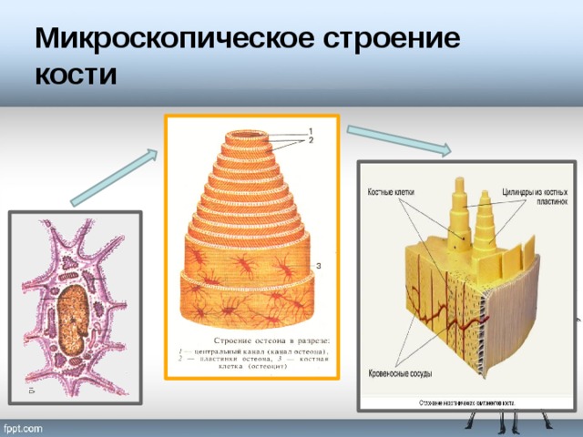 Микроскопическое строение кости 