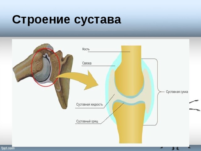 Строение сустава 